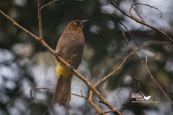 Myanmar Comprehensive Birding & Culture Tour 18 Days