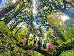 Conquering the Cloud-Piercing Peak: The Ultimate Guide to Tay Con Linh Trekking