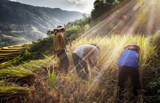 Hoang Su Phi Trekking: A Journey for the Soul