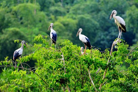 Vietnam Birding Tour  15 Days