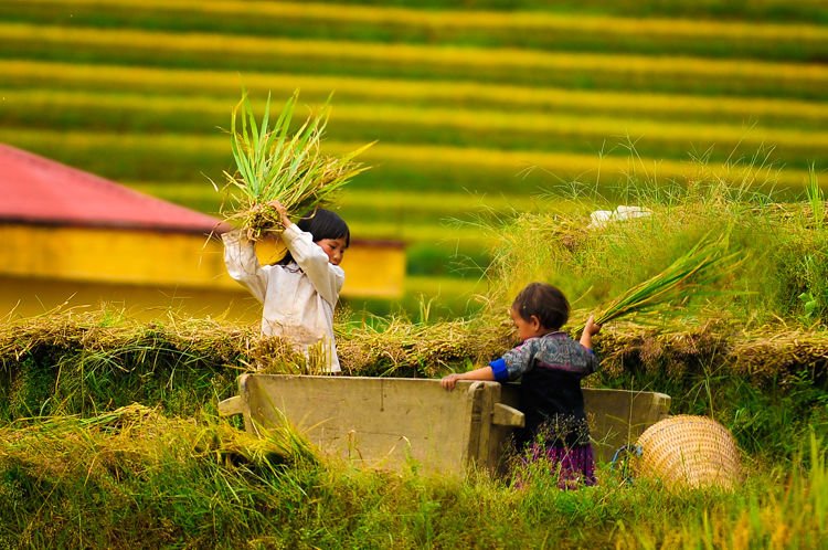 Is Mu Cang Chai really a must-visit in Vietnam?