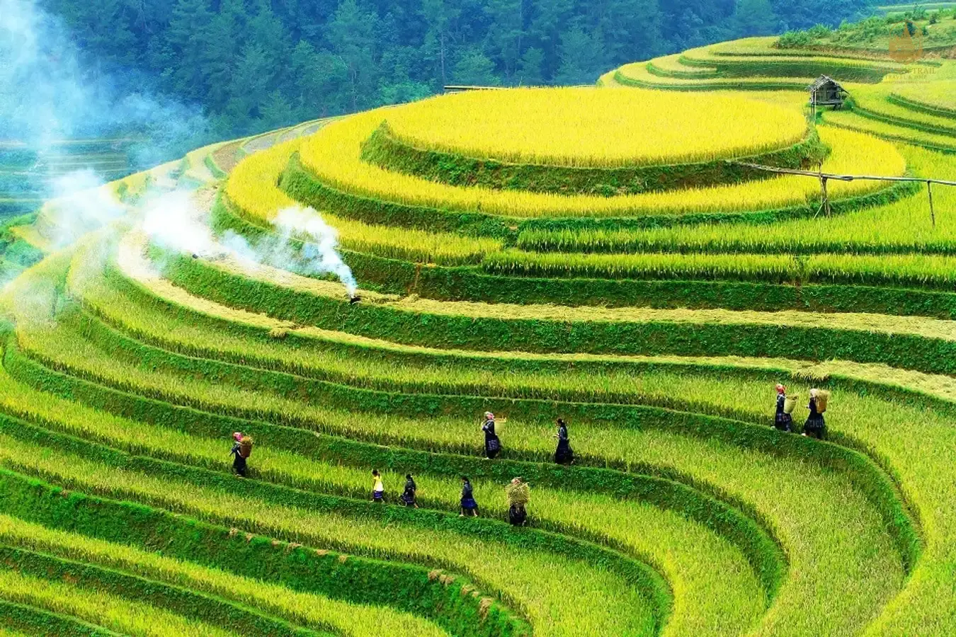 Discover the Beauty of Rice Paddies in Vietnam: A Journey Through Green Gold