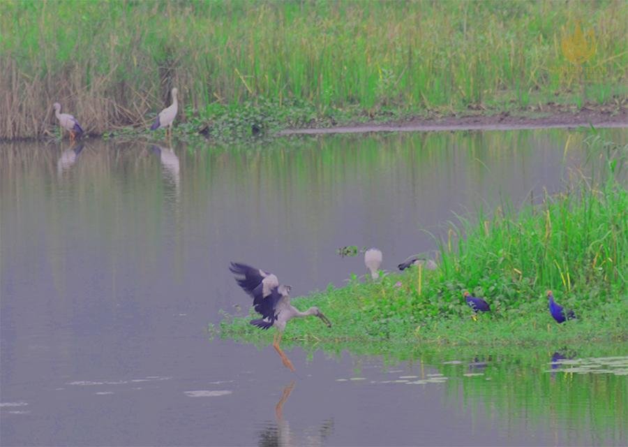 Van Long Nature Reserve Day Trip: Langurs, Birding & Boat Tour from Hanoi