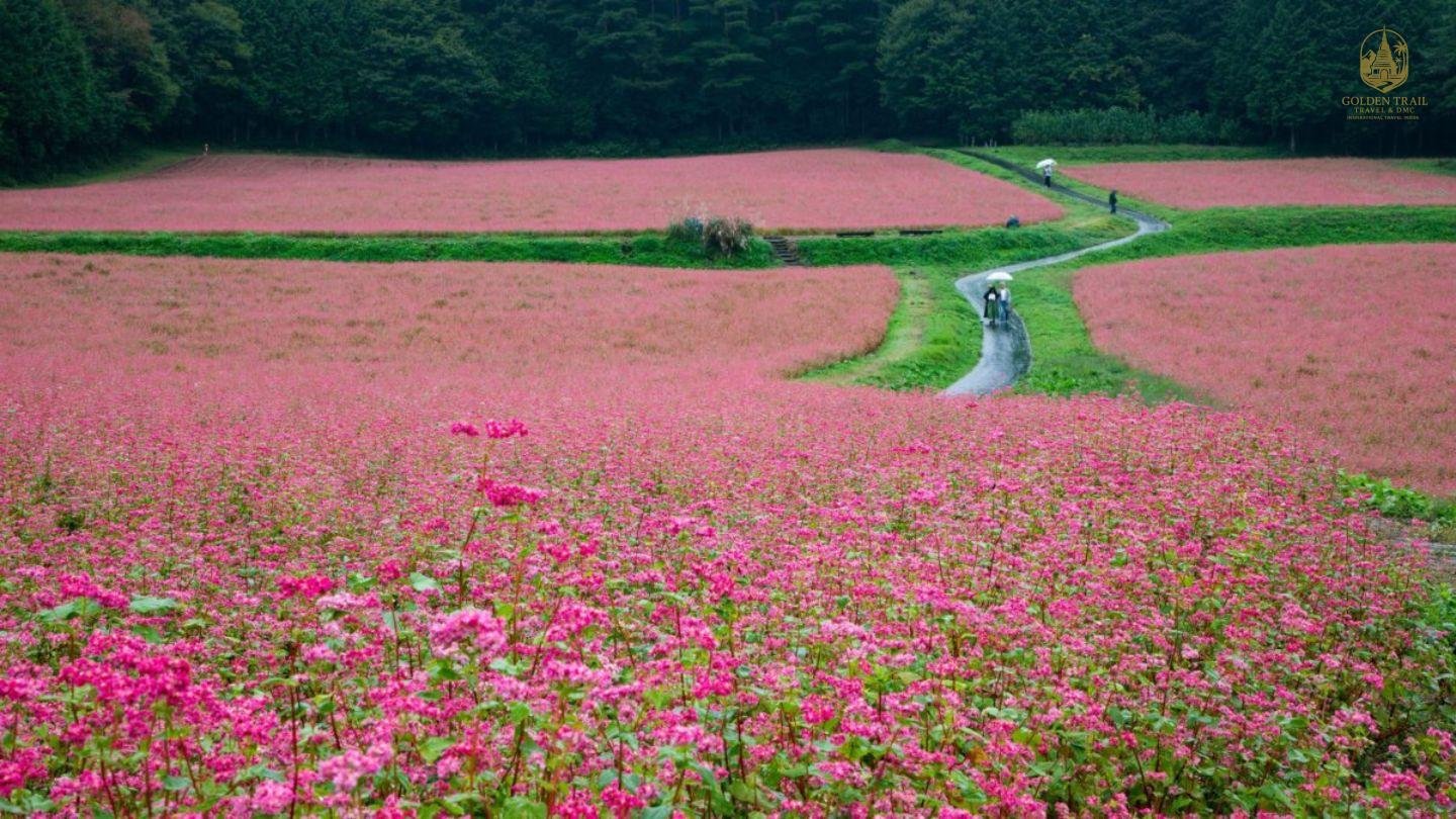 The Ultimate Freedom: A Guide to Conquering the Ha Giang Loop Self-Drive