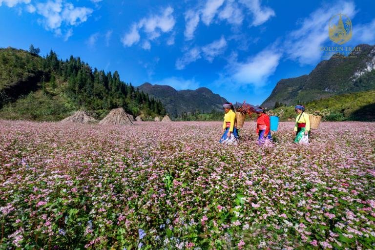 The Pink Pilgrimage: A Definitive Guide to the Ha Giang Buckwheat Flower Festival Tour