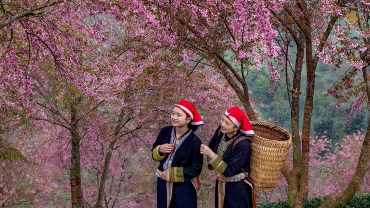 A Symphony in Bloom: Unveiling the Magic of a Ha Giang Spring Flower Tour