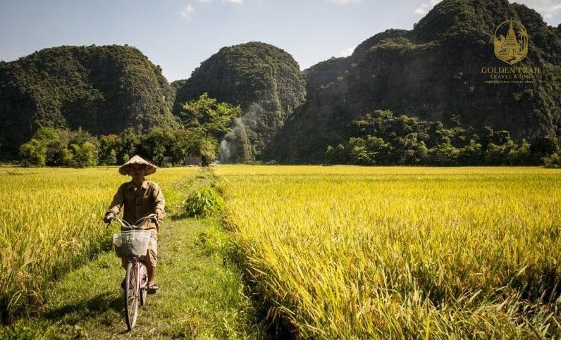 Cycling Tam Coc Rice Fields: The Ultimate Guide to Vietnam’s Most Iconic Countryside Experience