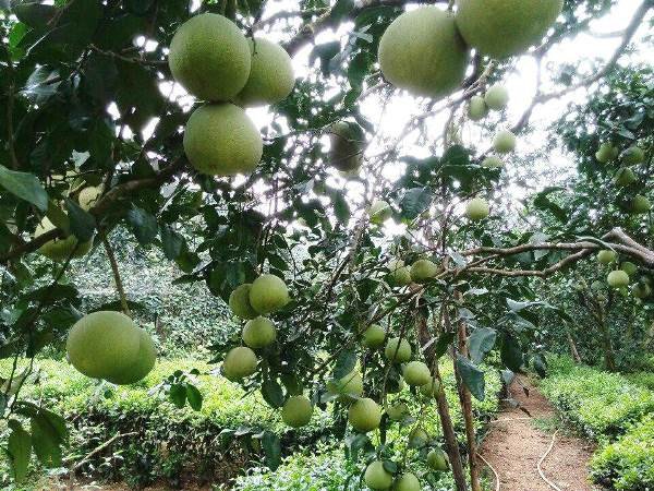 Doan Hung Phu Tho Travel Guide